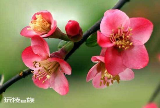 海棠树什么时候开花(盆栽海棠花花期时间有多久)-图片1